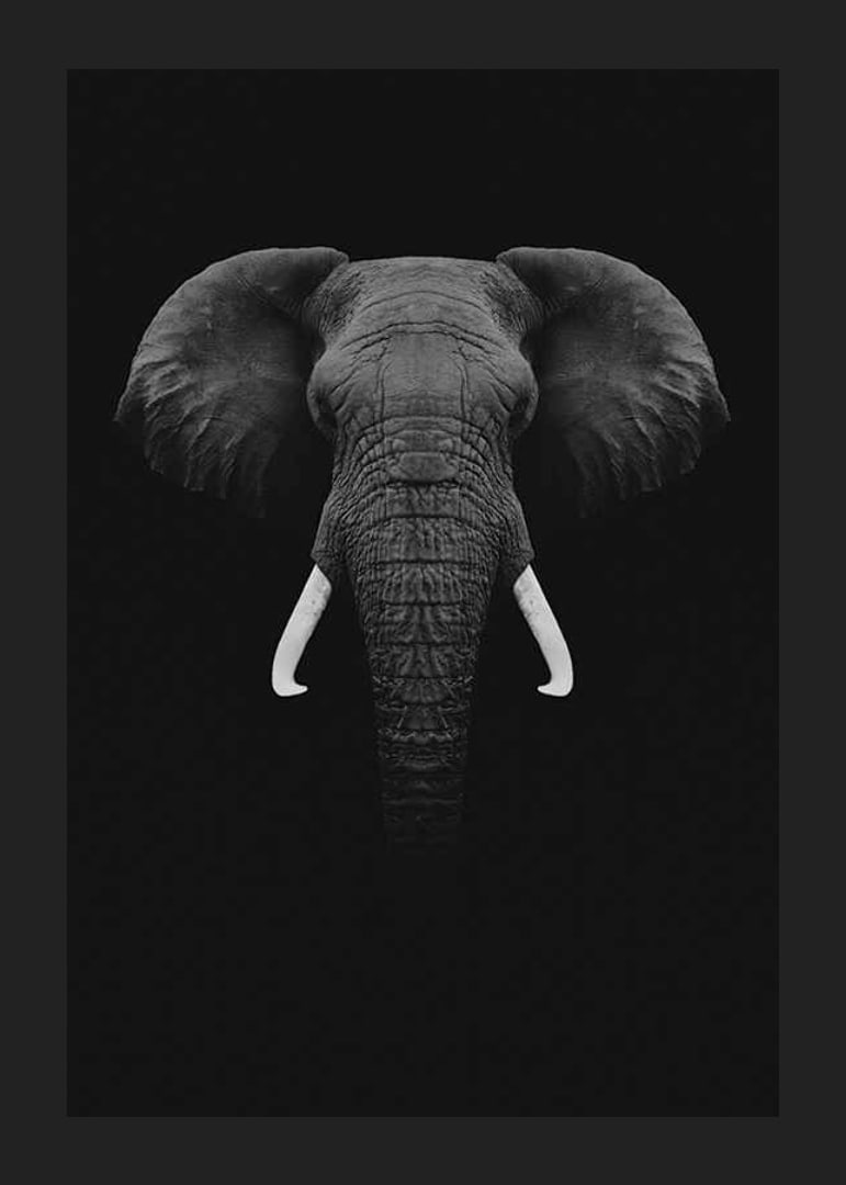 Black and white portrait of elephant with white tusks on dark background-12