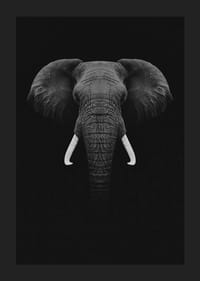 Retrato en blanco y negro de un elefante con colmillos blancos sobre fondo oscuro.-1