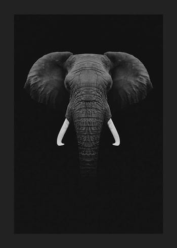 Poster Black Elephant