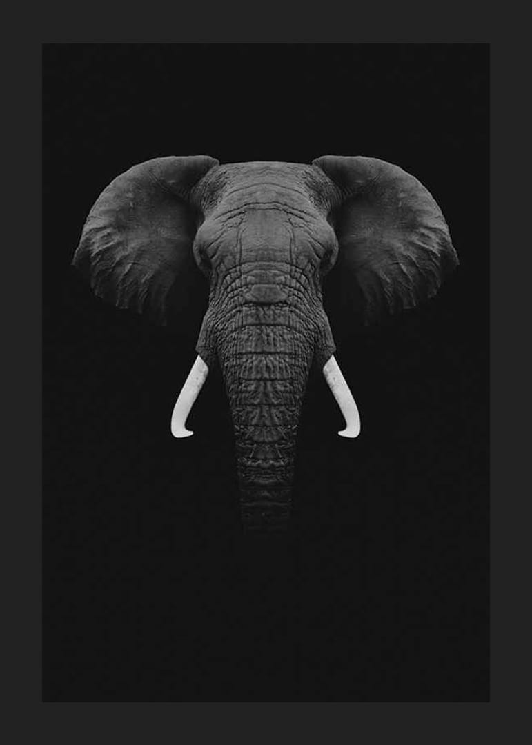 Retrato en blanco y negro de un elefante con colmillos blancos sobre fondo oscuro.-12