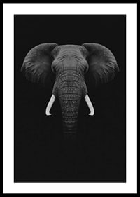 Black and white portrait of elephant with white tusks on dark background-2