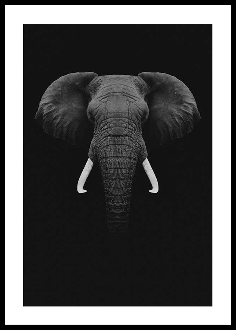 Black and white portrait of elephant with white tusks on dark background-12