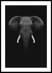 Retrato en blanco y negro de un elefante con colmillos blancos sobre fondo oscuro.-2