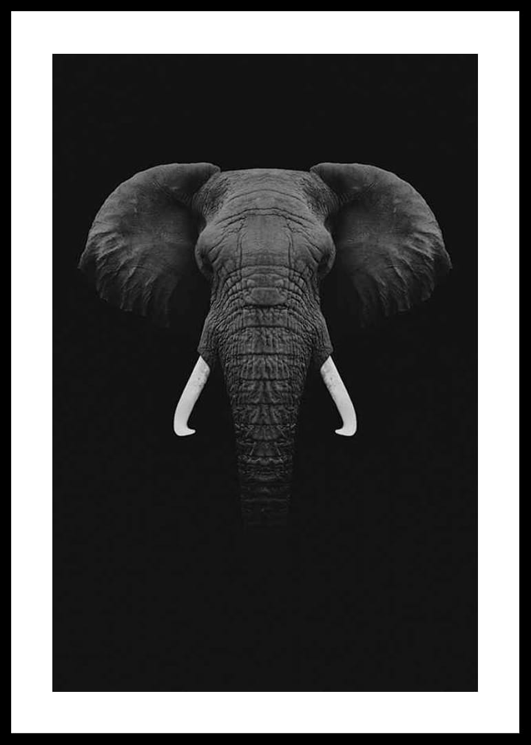 Retrato en blanco y negro de un elefante con colmillos blancos sobre fondo oscuro.-12