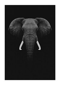 Black and white portrait of elephant with white tusks on dark background-3