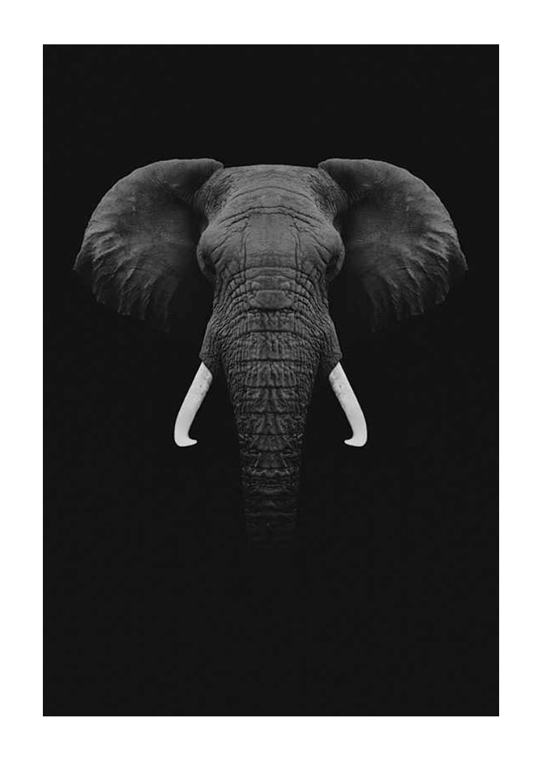 Black and white portrait of elephant with white tusks on dark background-12