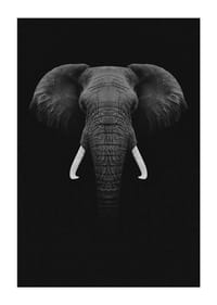 Retrato en blanco y negro de un elefante con colmillos blancos sobre fondo oscuro.-3