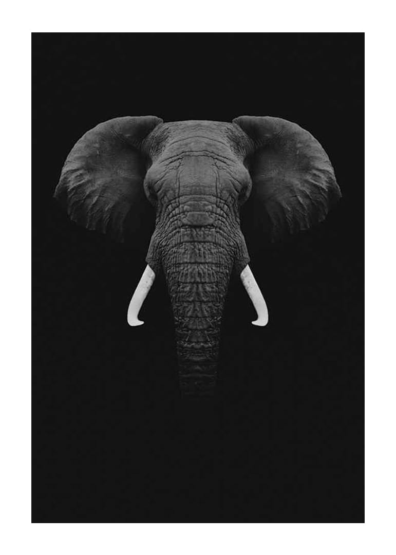 Retrato en blanco y negro de un elefante con colmillos blancos sobre fondo oscuro.-12