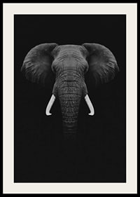 Black and white portrait of elephant with white tusks on dark background-4