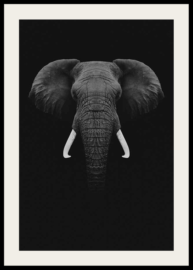 Black and white portrait of elephant with white tusks on dark background-12