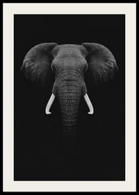 Retrato en blanco y negro de un elefante con colmillos blancos sobre fondo oscuro.-4