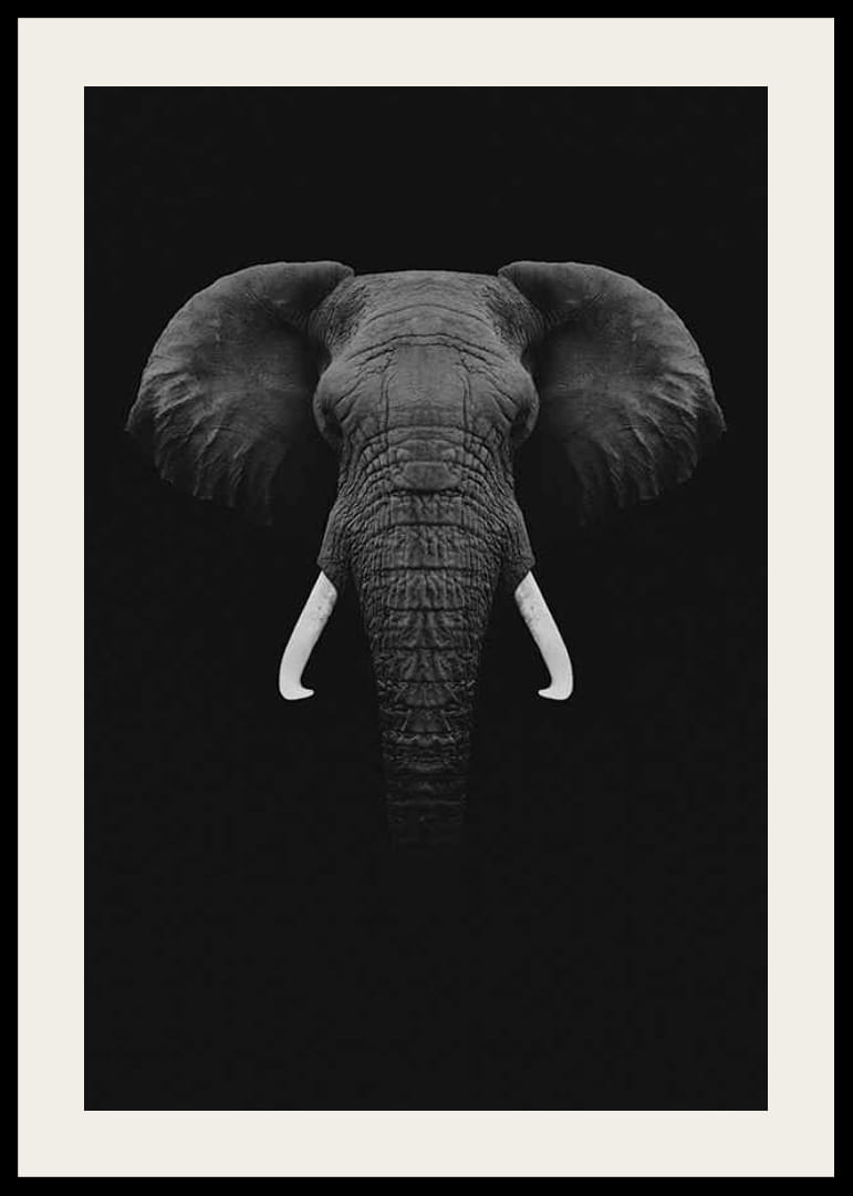 Retrato en blanco y negro de un elefante con colmillos blancos sobre fondo oscuro.-12
