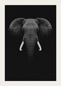Black and white portrait of elephant with white tusks on dark background-5
