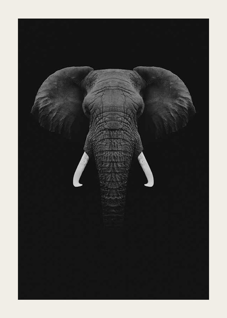 Black and white portrait of elephant with white tusks on dark background-12