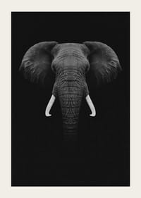Retrato en blanco y negro de un elefante con colmillos blancos sobre fondo oscuro.-5