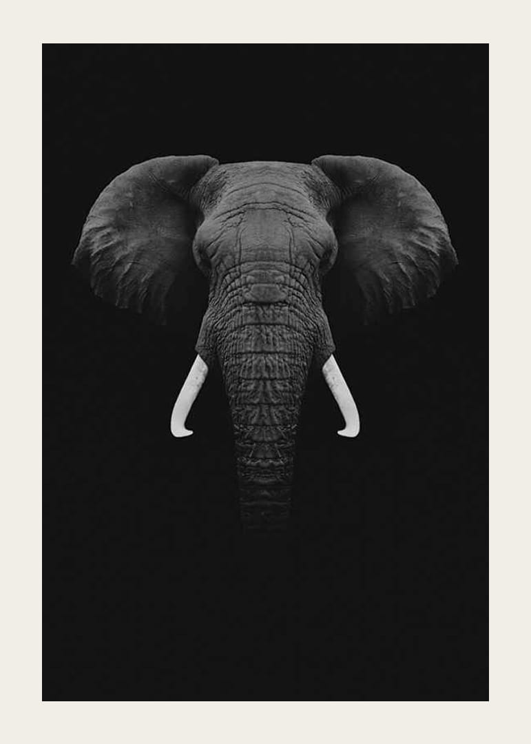 Retrato en blanco y negro de un elefante con colmillos blancos sobre fondo oscuro.-12