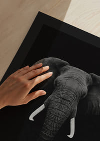 Retrato en blanco y negro de un elefante con colmillos blancos sobre fondo oscuro.-9