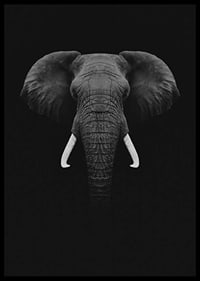 Black and white portrait of elephant with white tusks on dark background-6