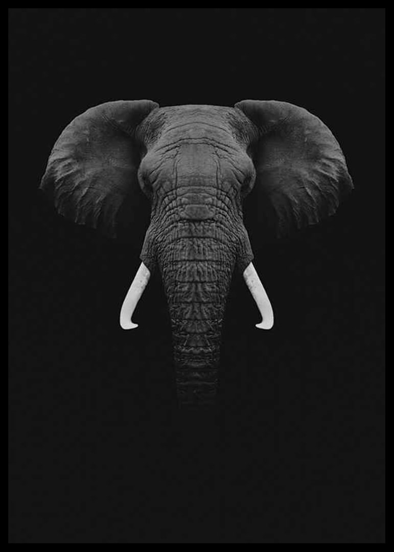 Black and white portrait of elephant with white tusks on dark background-12