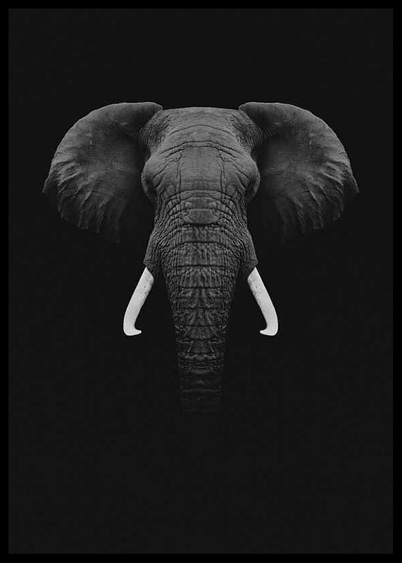Black Elephant-12