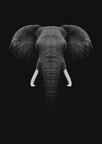 Black and white portrait of elephant with white tusks on dark background-7