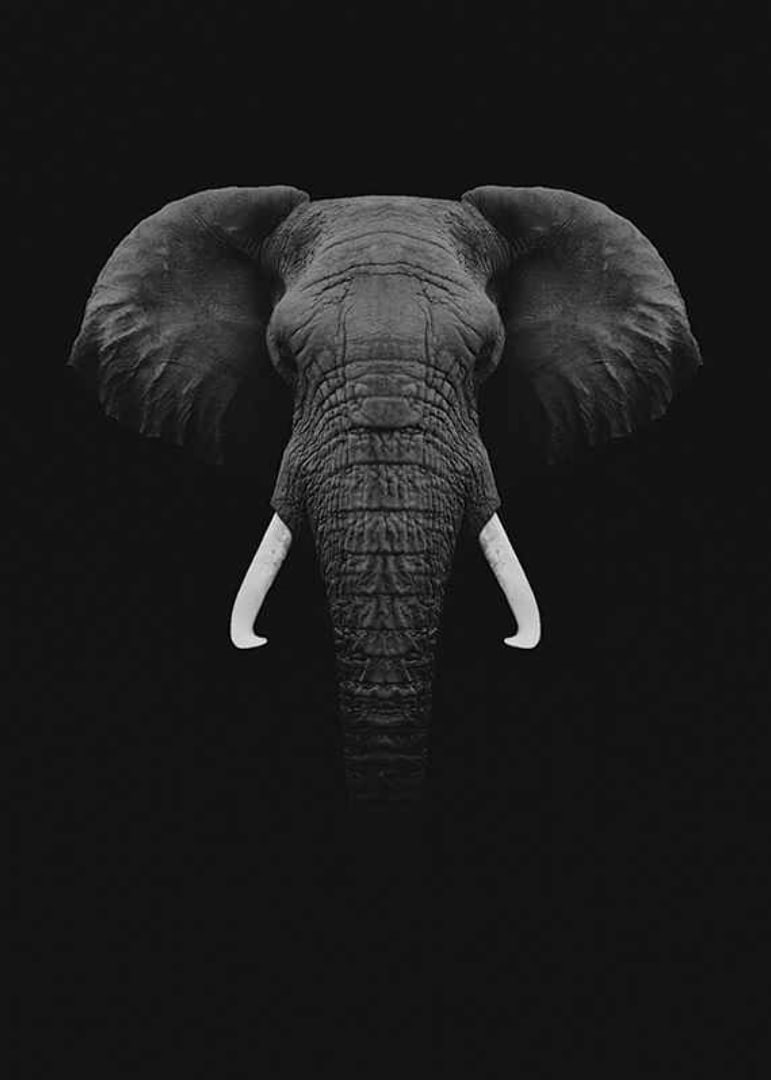 Black and white portrait of elephant with white tusks on dark background-12