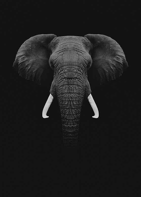 Black Elephant-12