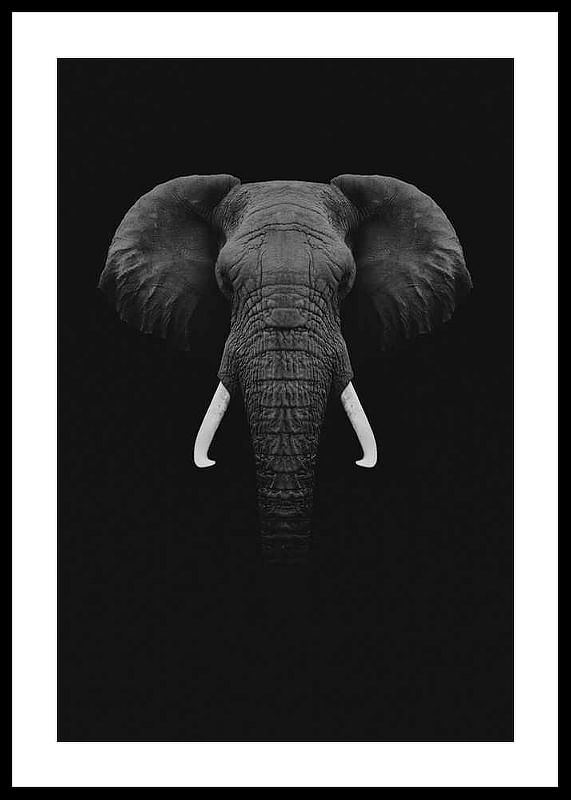 Black Elephant-12