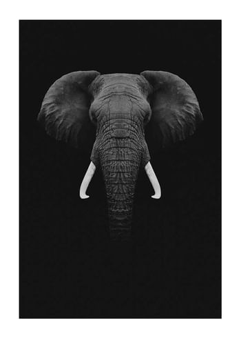 Poster Black Elephant