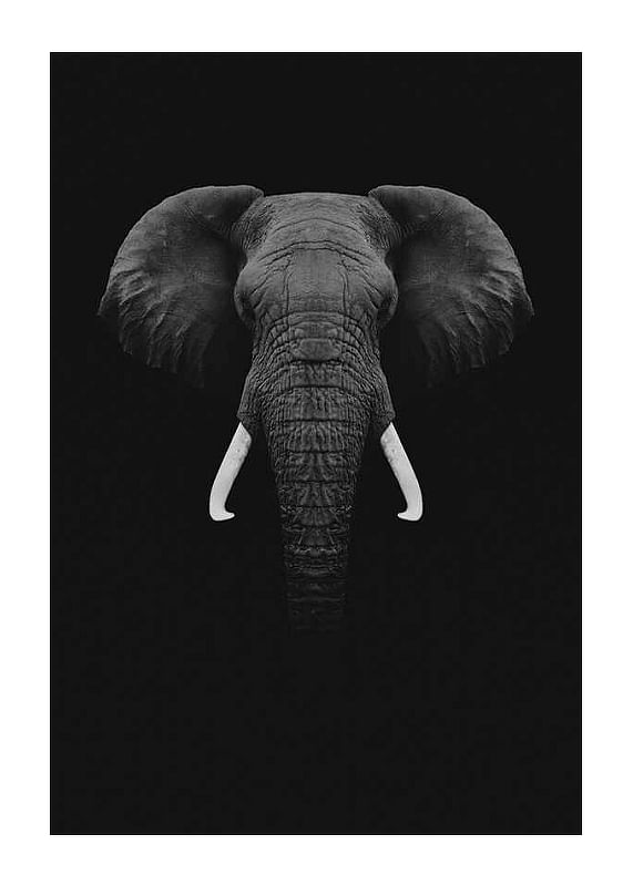 Black Elephant-12