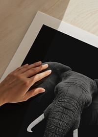 Black Elephant-5