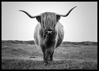 Black and white close-up of highland cow with long horns outdoors-6