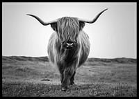 Winter Cow B&W-2