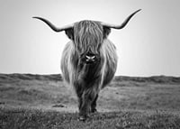 Black and white close-up of highland cow with long horns outdoors-7