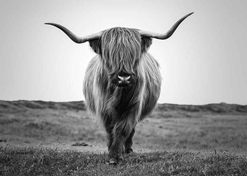 Black and white close-up of highland cow with long horns outdoors-12