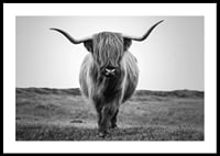 Black and white close-up of highland cow with long horns outdoors-0