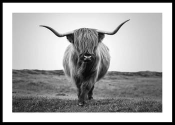 Poster Highland Cattle B&W