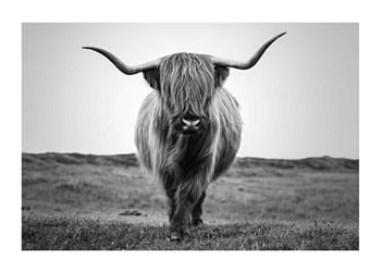 Poster Highland Cattle B&W