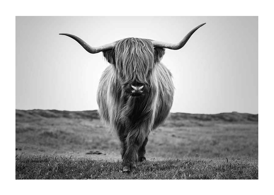 Black and white close-up of highland cow with long horns outdoors-12