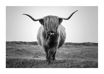 Poster Winter Cow B&W
