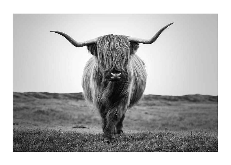 Winter Cow B&W-12