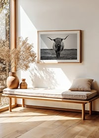 Black and white close-up of highland cow with long horns outdoors-8