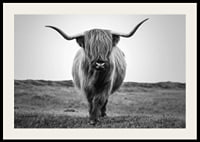 Black and white close-up of highland cow with long horns outdoors-2