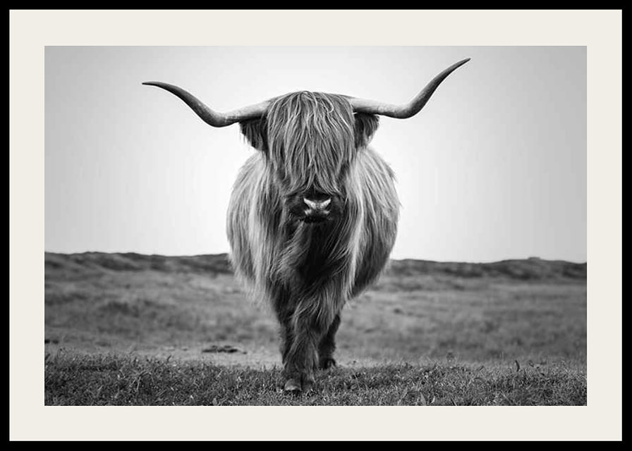 Black and white close-up of highland cow with long horns outdoors-12