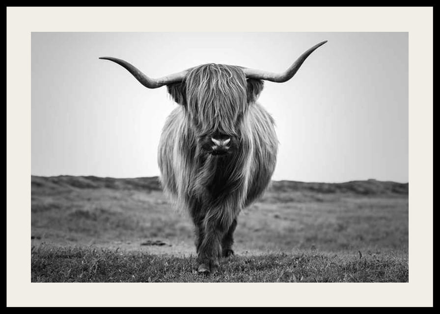 Svartvit närbild av highland-ko med långa horn utomhus-12