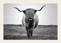 Black and white close-up of highland cow with long horns outdoors-3