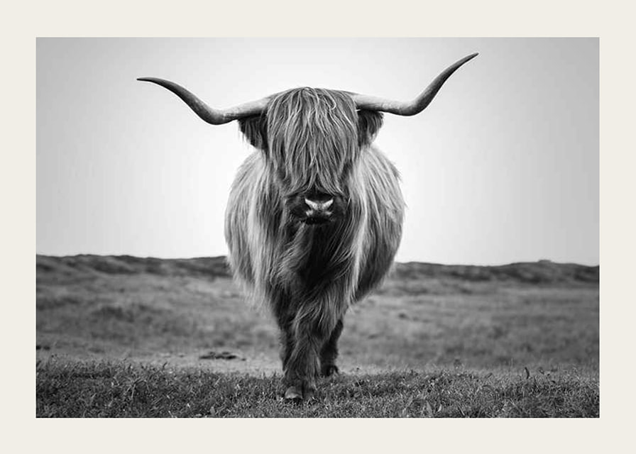 Black and white close-up of highland cow with long horns outdoors-12