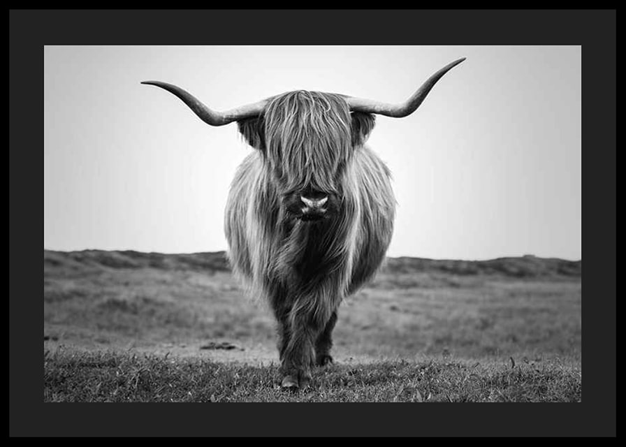 Black and white close-up of highland cow with long horns outdoors-12