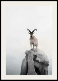 Fotografický kozorožec so zakrivenými rohmi na útese, hmlisté pozadie-2