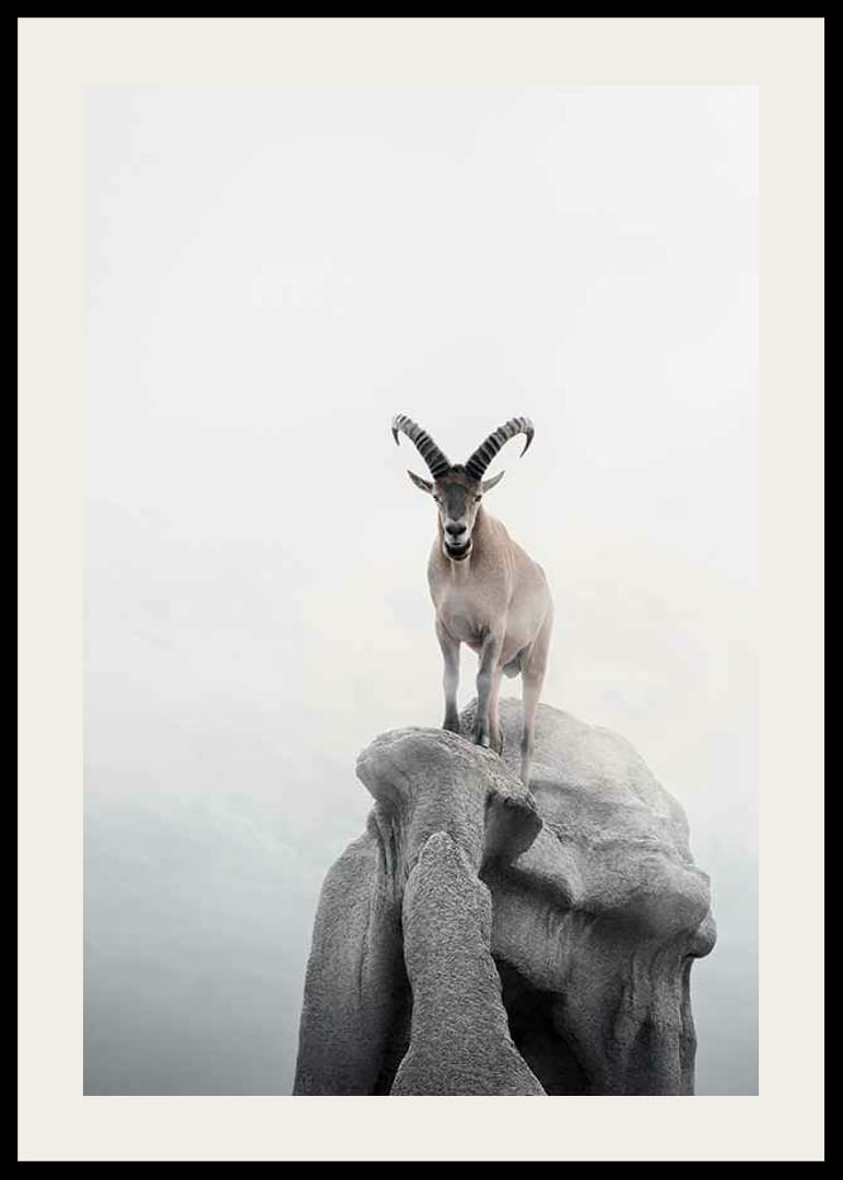 Fotografický kozorožec so zakrivenými rohmi na útese, hmlisté pozadie-12